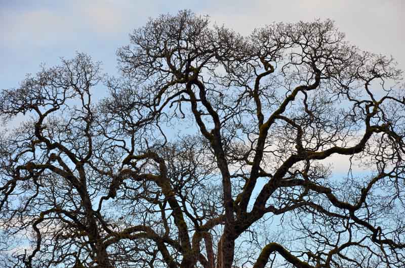 a Lacey Oak
