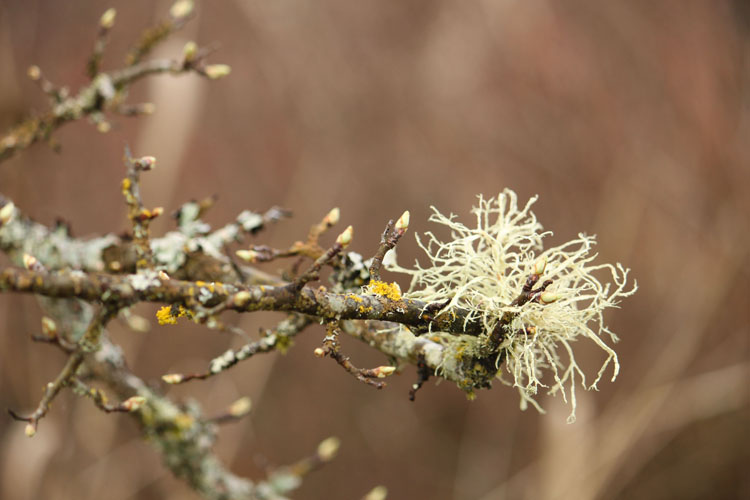 lichen and buds