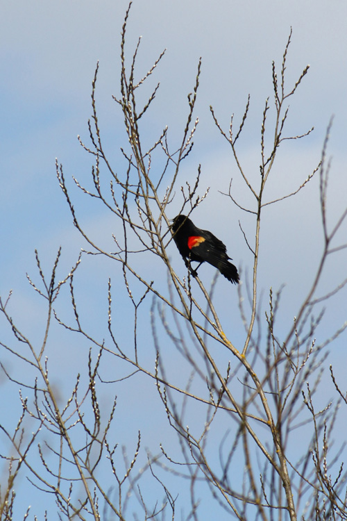 red-winged blackbird