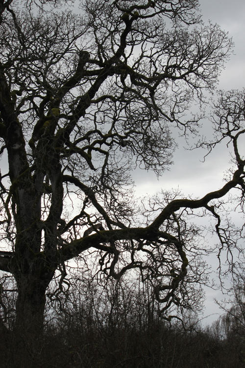 oak silhouette