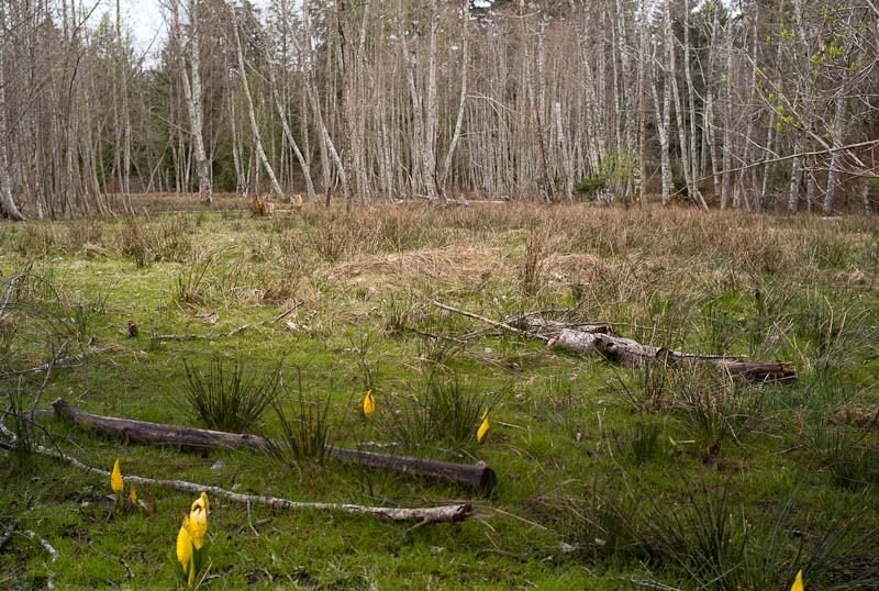 Skunk Cabbage