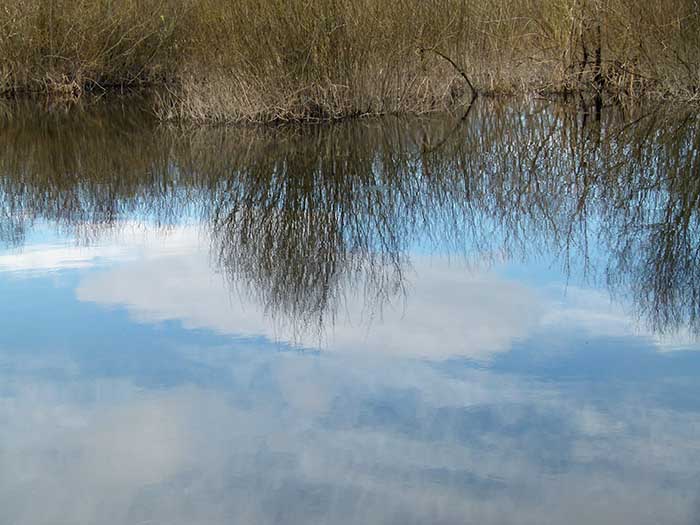 Marsh Reflections