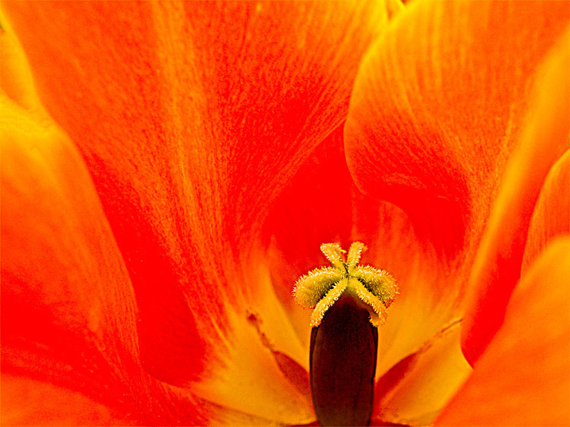 Tangerine Tulip