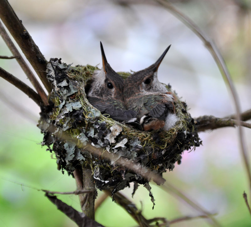 A Hummingbird's Nest for Two