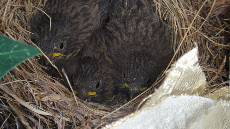a Nest of Three