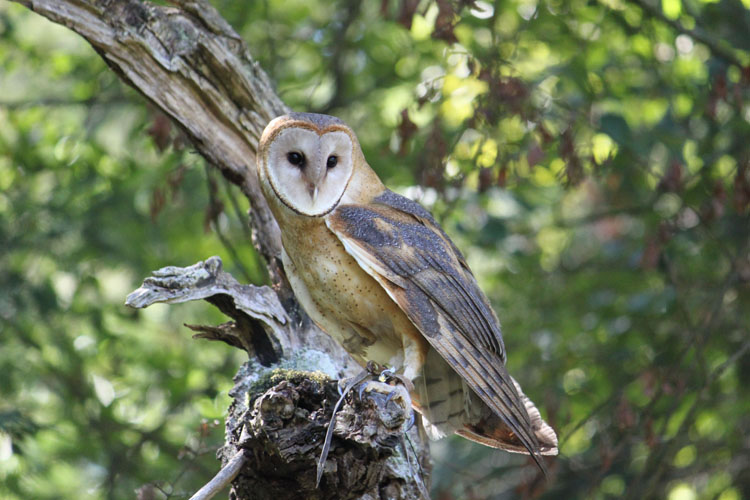 Owl and tree