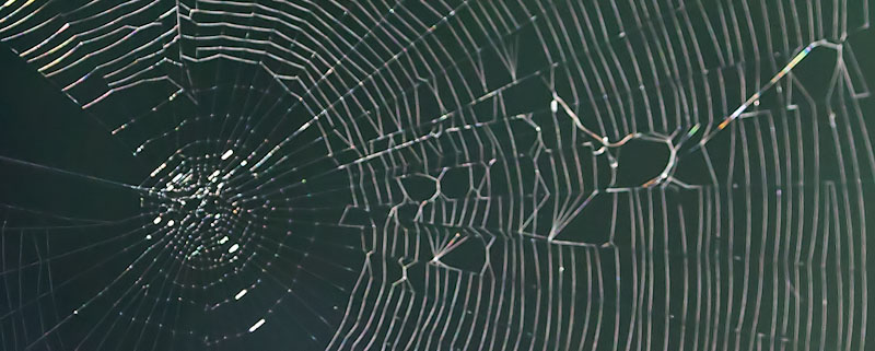 Holey Web
