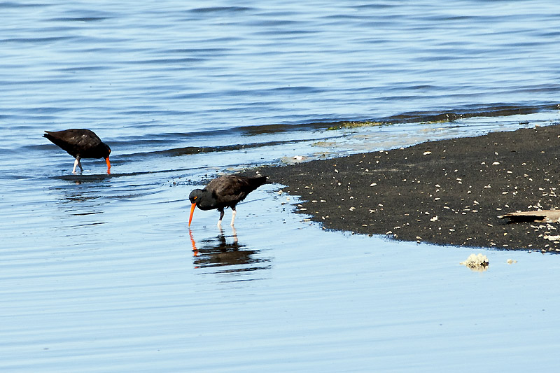 Crofton Beach Combers