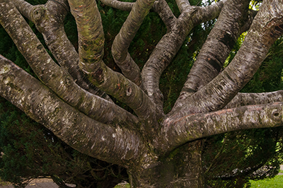 Tree with Fanning Branches