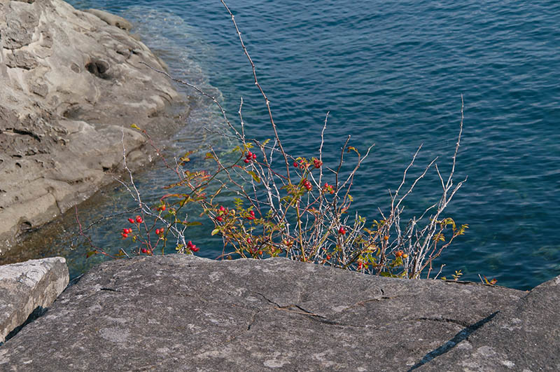 Bush Berries on Coastal Rocks