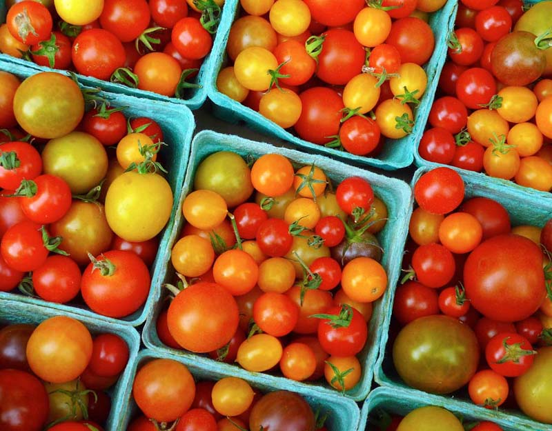 Tomato Harvest.jpg