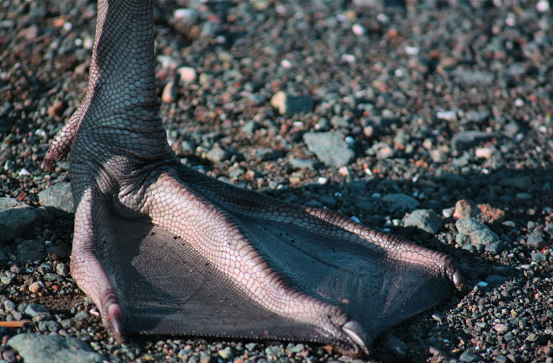 1 Webbed Foot.jpg