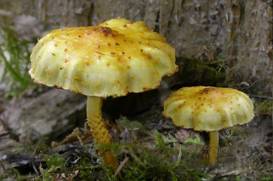 Pholiota limonella