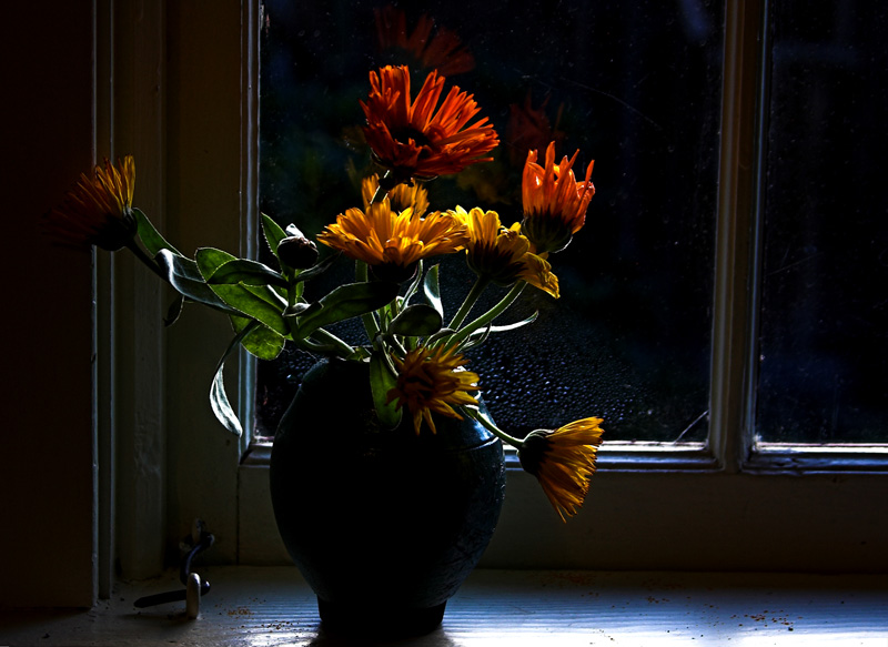 flowers in the dark