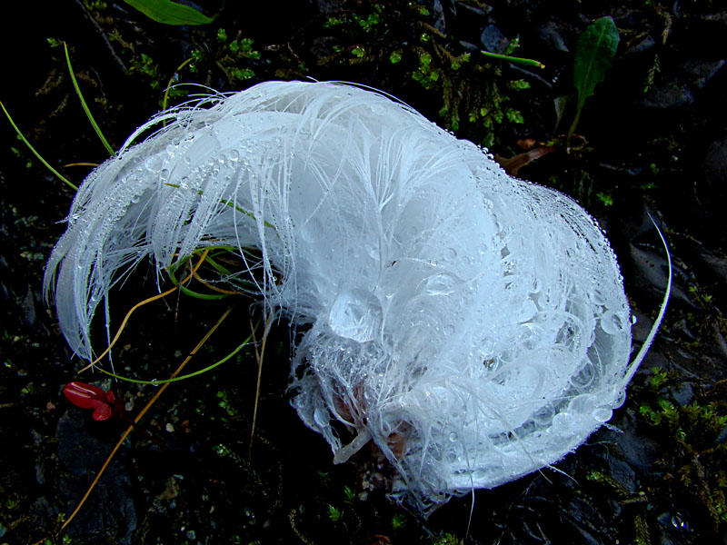 Sea Gull Feathers.jpg