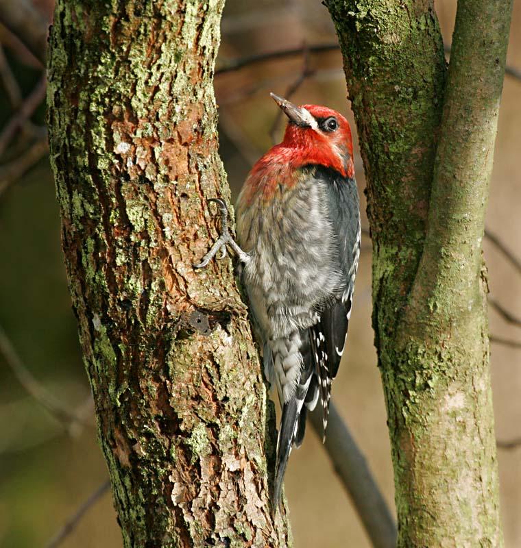  Male Red -Breasted Sapsucker