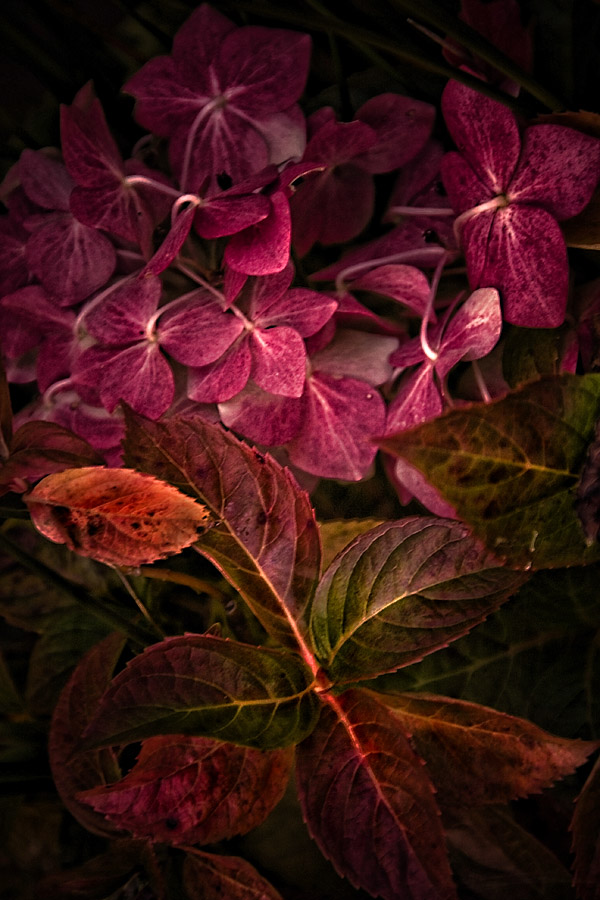11 Oct... Autumn colours