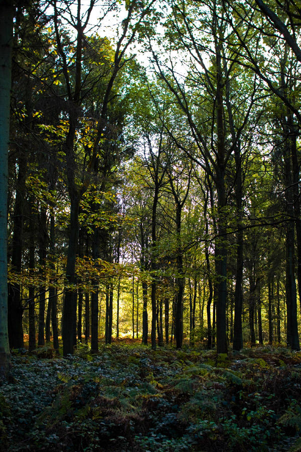 Woodland light 2