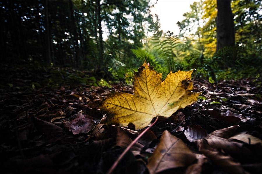 Yellow leaf 2