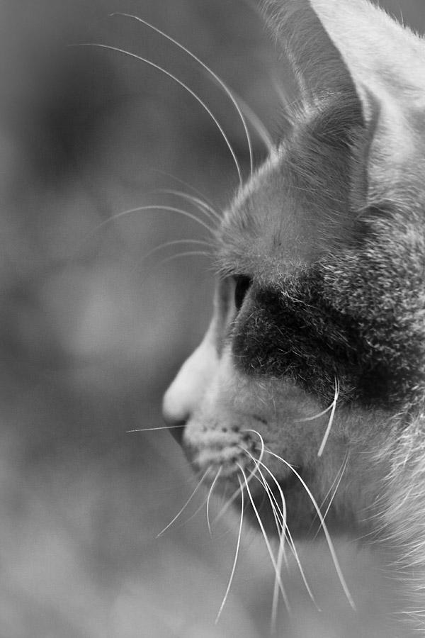 Whiskers