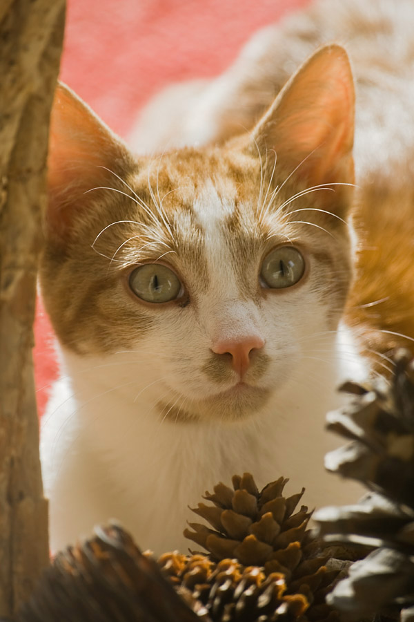 30 Sep... Kitten cat