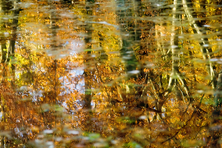 Gold and green reflection