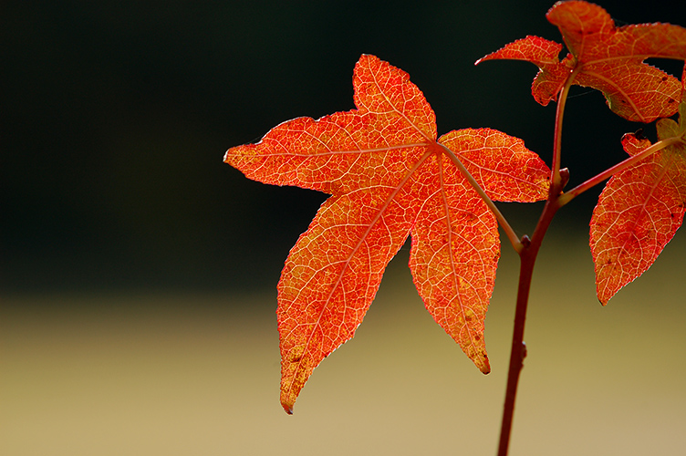DSC_8951.2sm.jpg