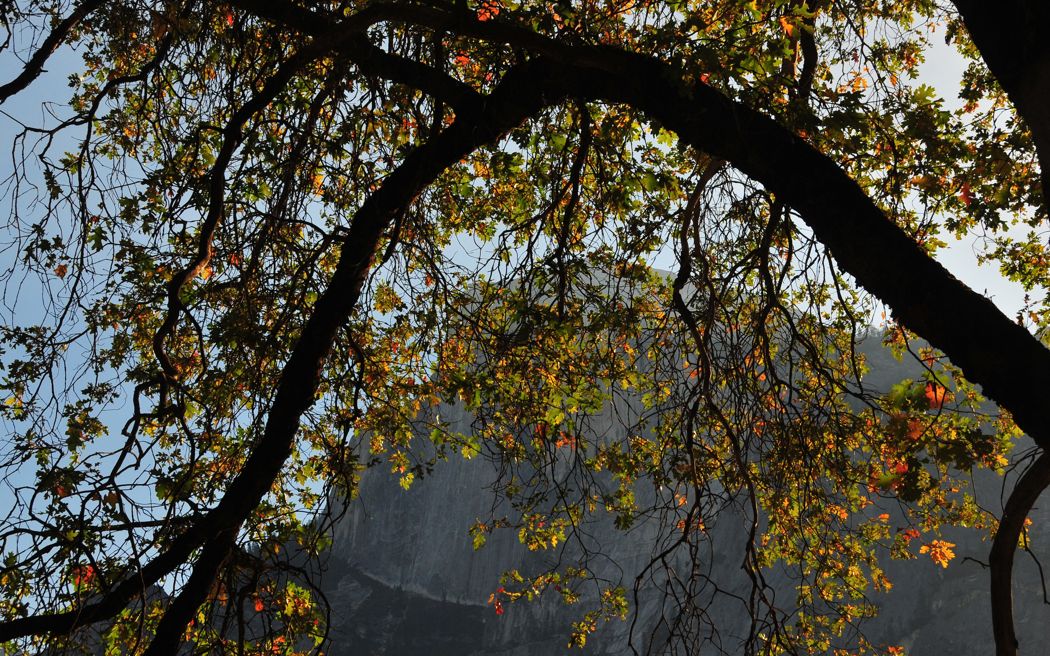 Oak Tree and Half Dome