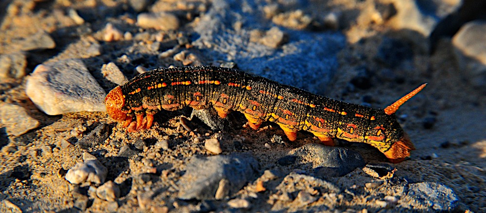 Caterpiller