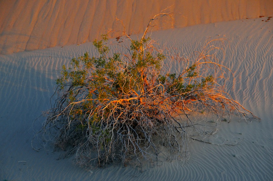 Dawn on the Dunes