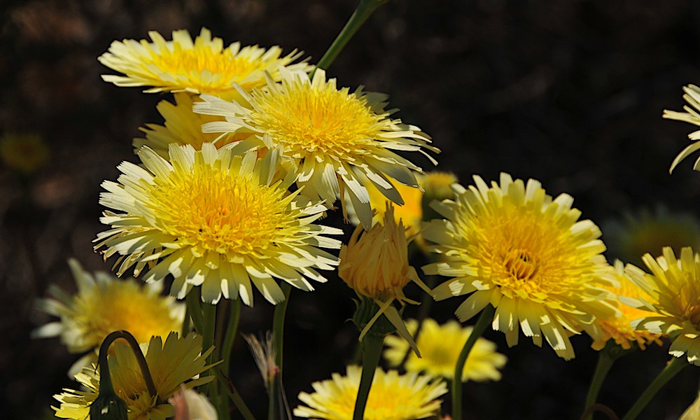 Desert Dandelion, Near Trona