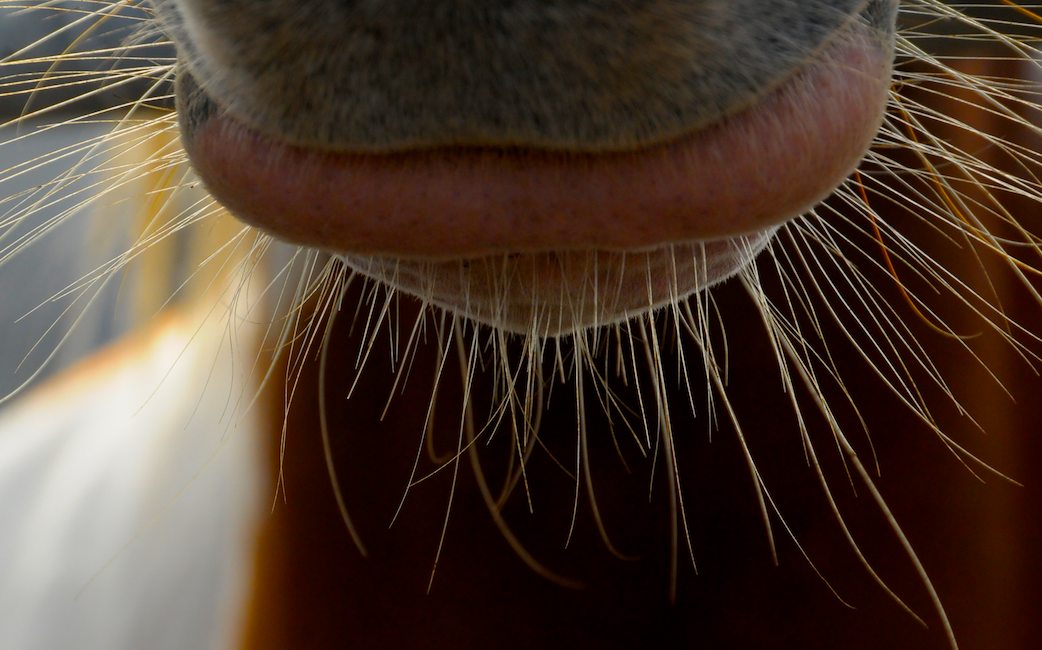 Bewhiskered Friend