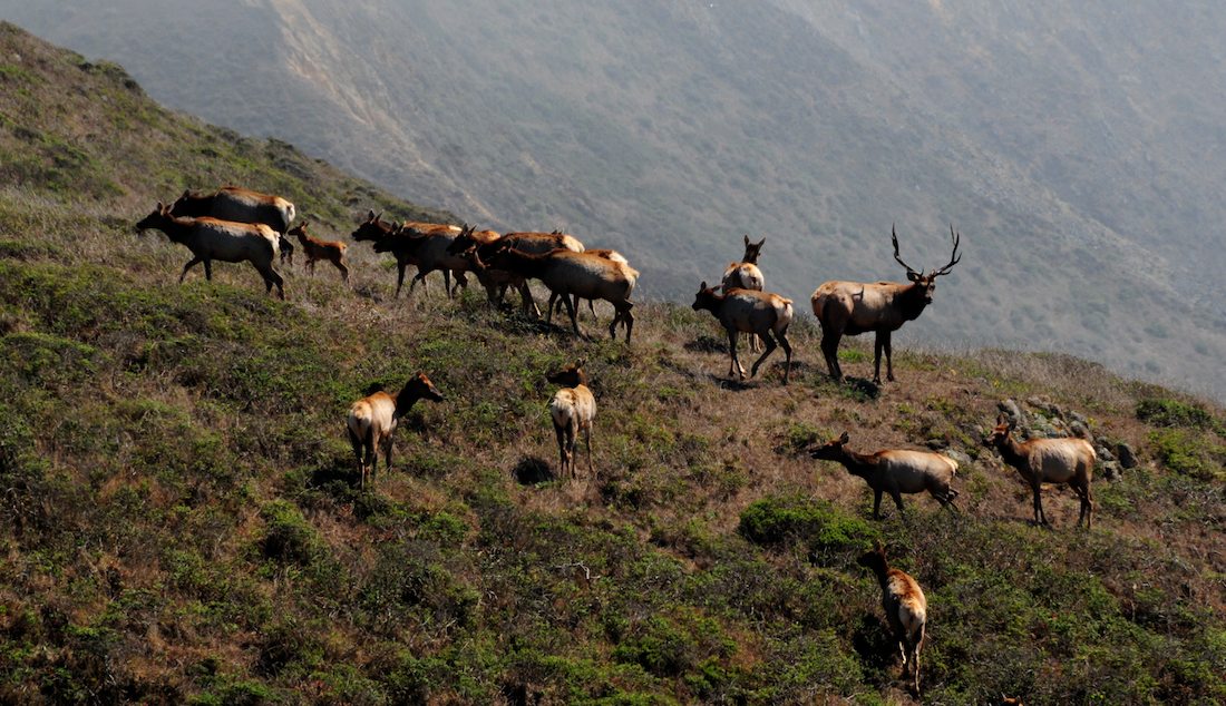 Elk Herd