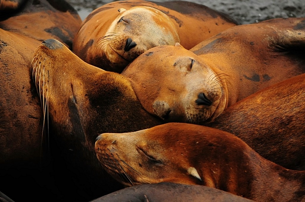 Sea Lions Sleep Next to the Monterey Pier