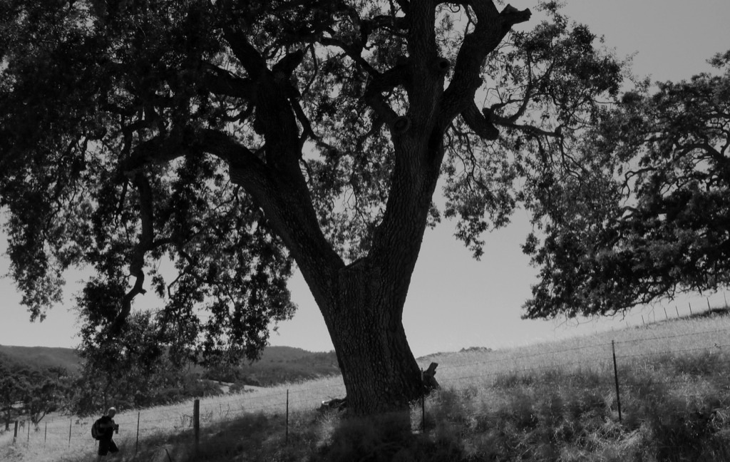 Oak Tree