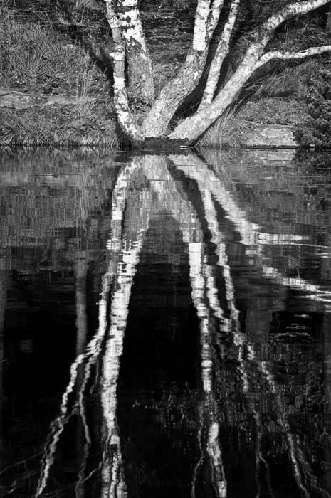 william, the tangled tree