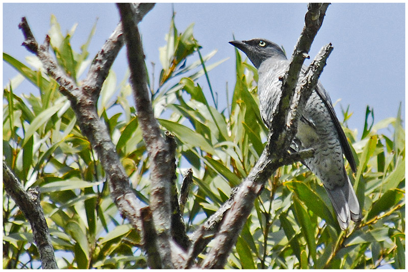 chenilleur linol - Coracina lineata - Yellow-eyed Cuckoo-shrike - QLD