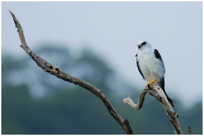 lanion dAustralie - Elanus axillaris - Australian Kite - QLD