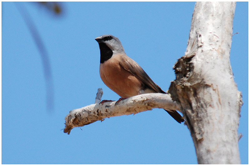 Diamant  bavette - Poephila cincta - Black-throated Finch - QLD