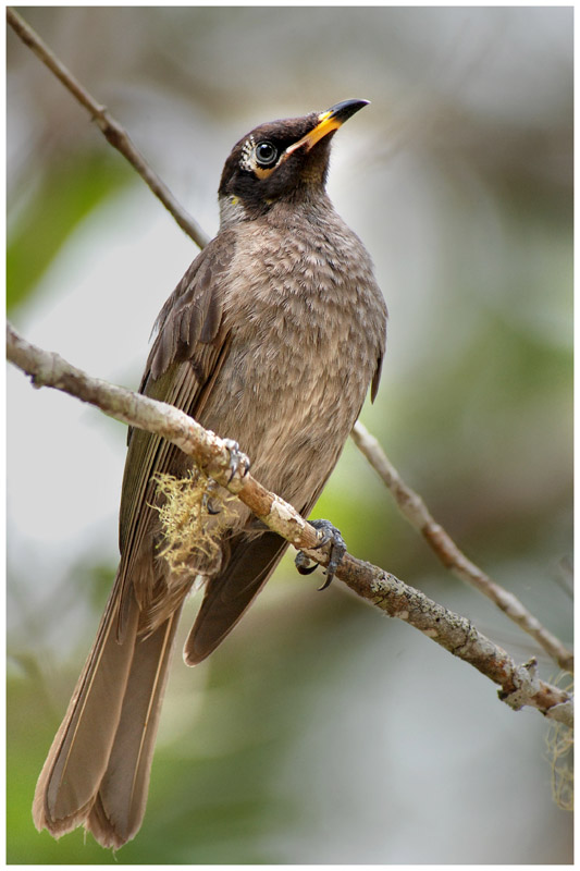 Mliphage brid - Lichenostomus frenatus - Bridled Honeyeater - QLD
