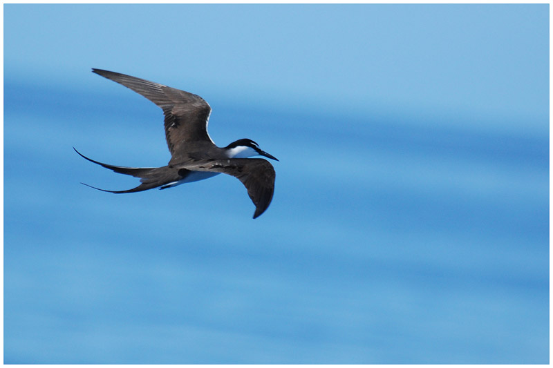 Sterne bride - Sterna anaethetus - Bridled Tern - QLD