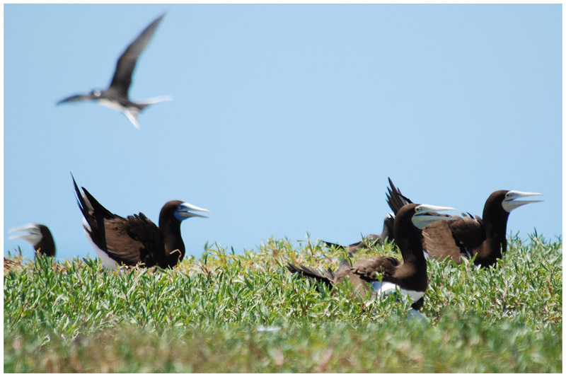 Fou brun - Sula leucogaster - Brown Booby - QLD