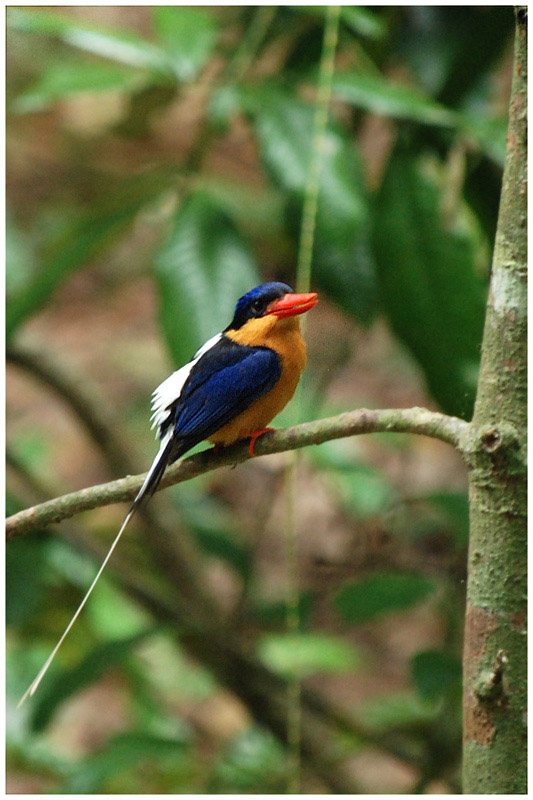 Martin-chasseur sylvain - Tanysiptera sylvia - Buff-breasted Paradise-Kingfisher - QLD