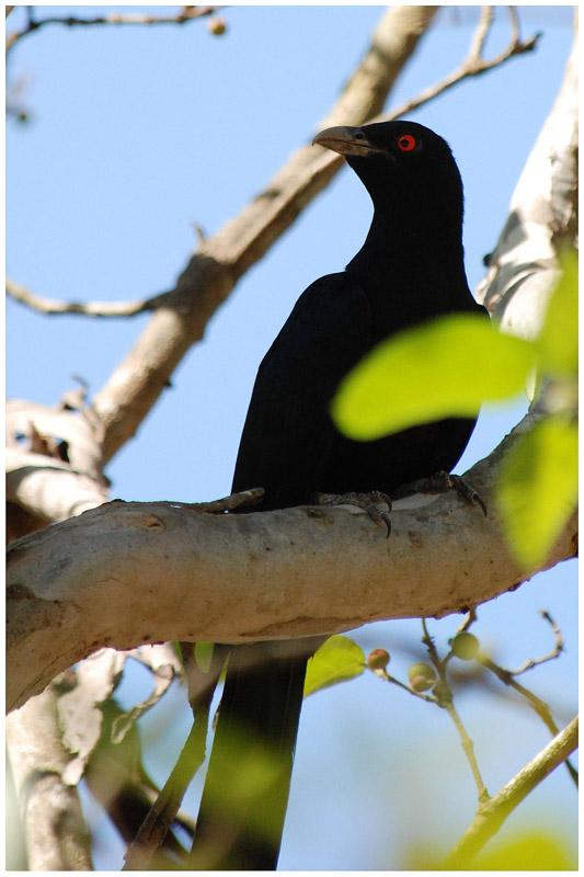 Coucou kol - Eudynamys scolopacea - Asian Koel - QLD
