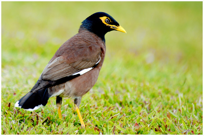 Martin triste - Acridotheres tristis - Common Myna - QLD