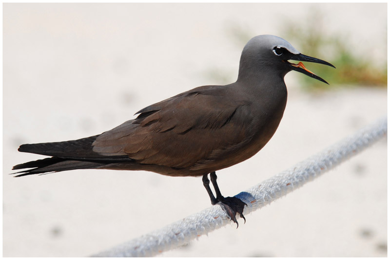 Noddi brun  - Anous stolidus - Brown Noddy - QLD