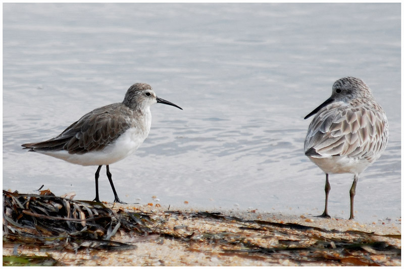 Bcasseau cocorli - Calidris ferruginea - Curlew Sandpiper - QLD