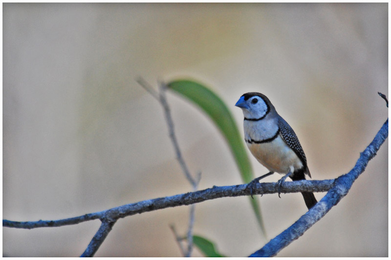 Diamant de Bichenov - Taeniopygia bichenovii - Double-barred Finch - QLD