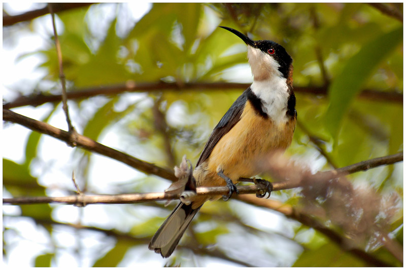 Mliphage  bec grle - Acanthorhynchus tenuirostris - Eastern Spinebill - QLD