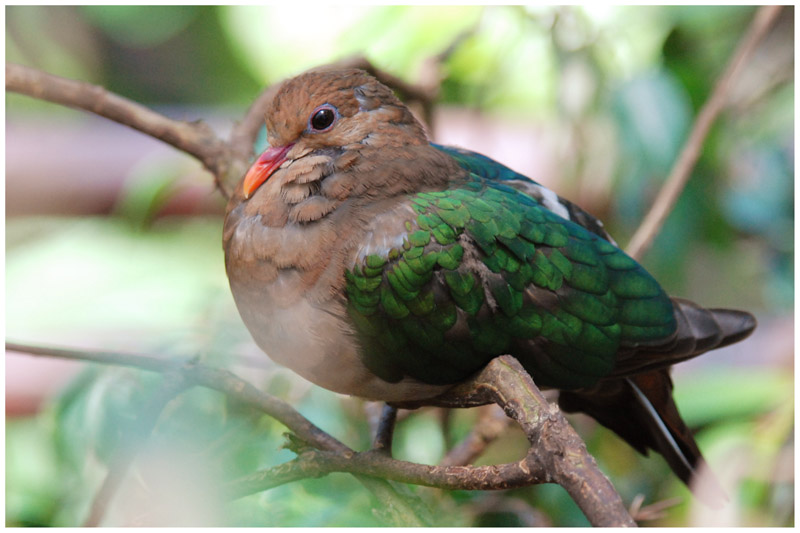 Colombine turvert -  Chalcophaps indica - Emerald Dove - QLD